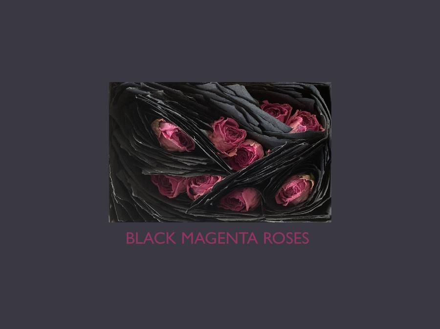 - BLACK MAGENTA ROSES -